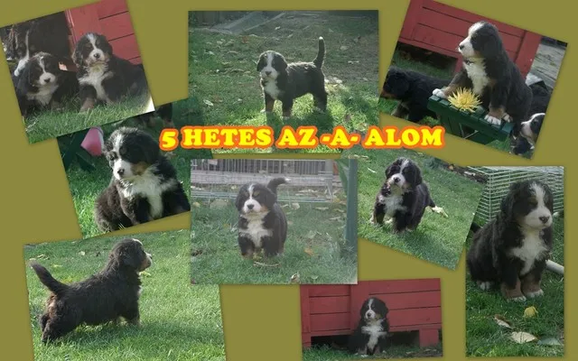 A-alom