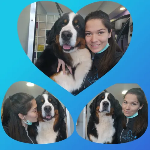Dasha