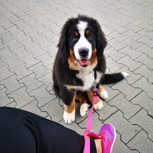 Dasha