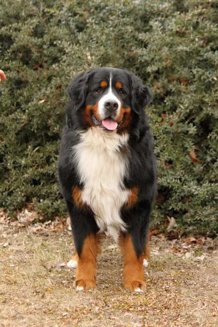 Luxury Prince Edgard Gold Heart