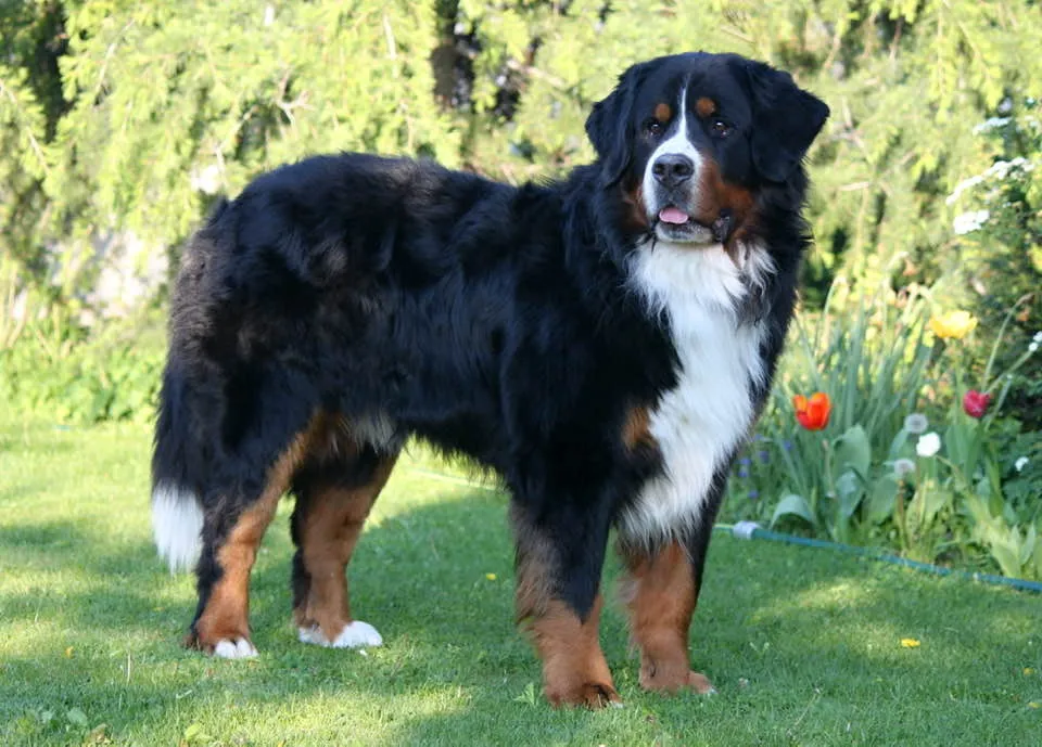 Luxury Prince Edgard Gold Heart