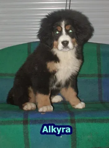 Alkyra