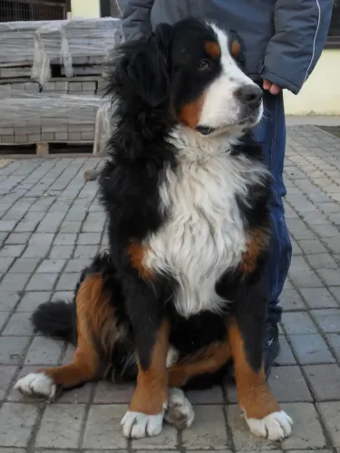Azték