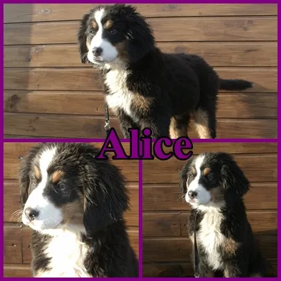 Alice