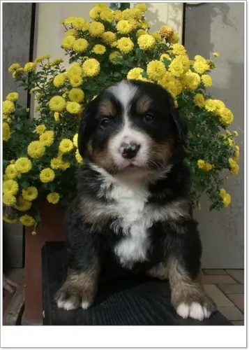 Axel