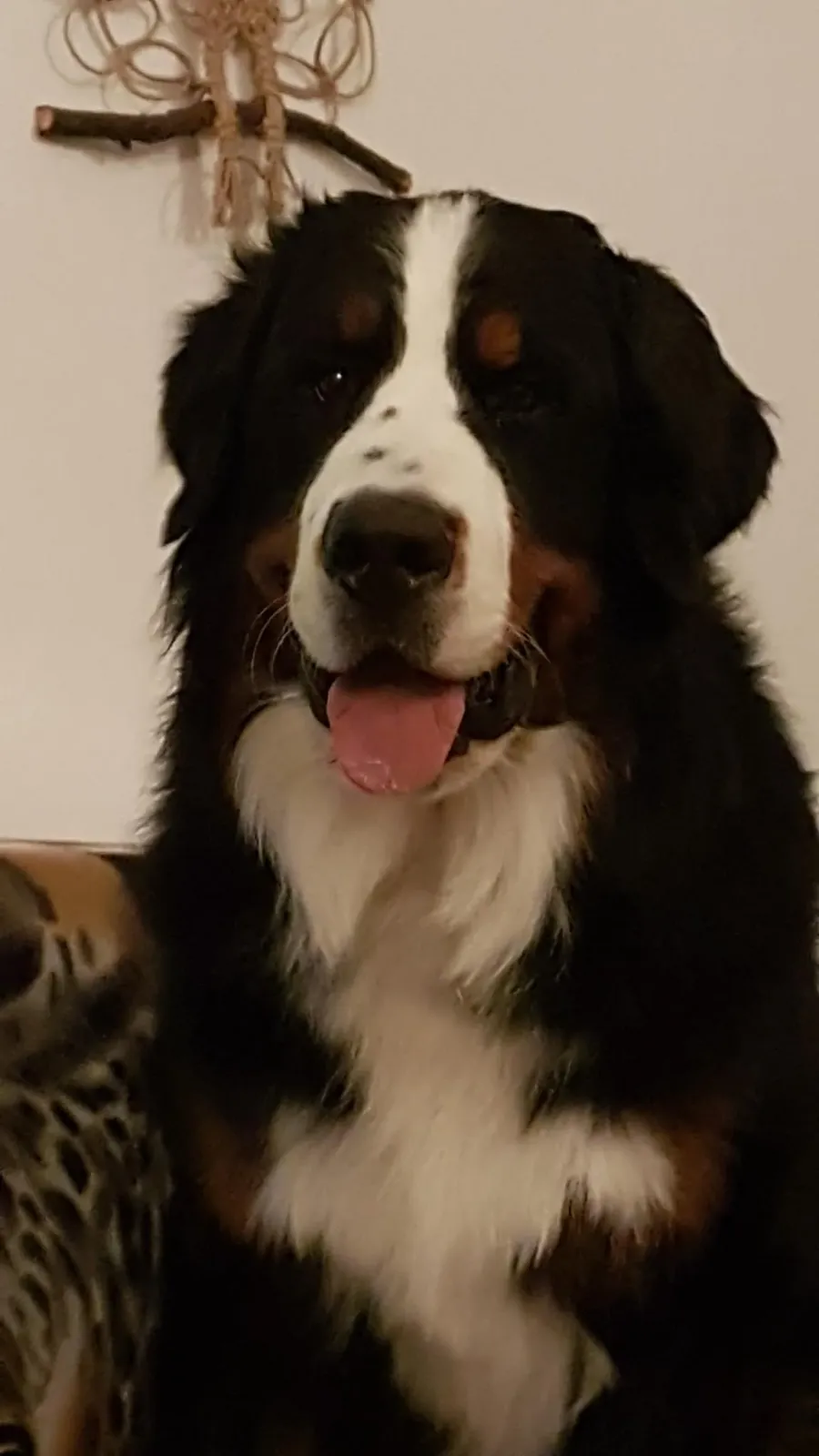 Boris