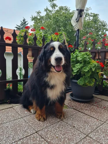 Boris