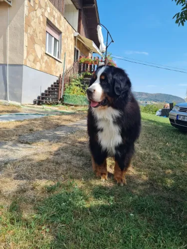 Boris