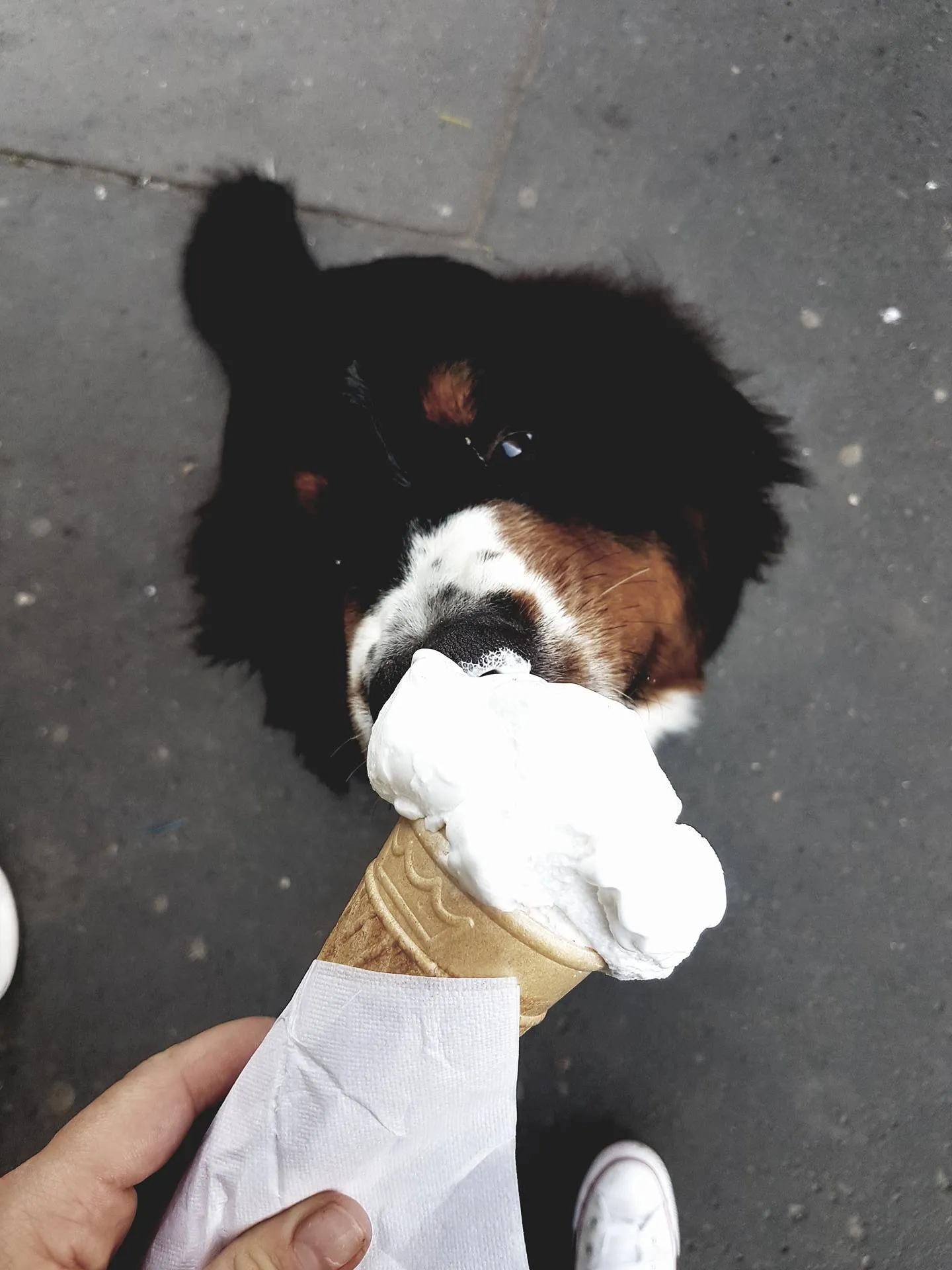 Bonjour