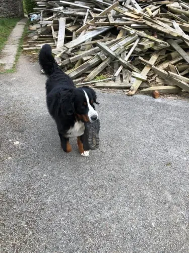 Daithi Magic Bernese