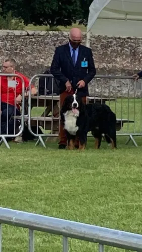 Daithi Magic Bernese