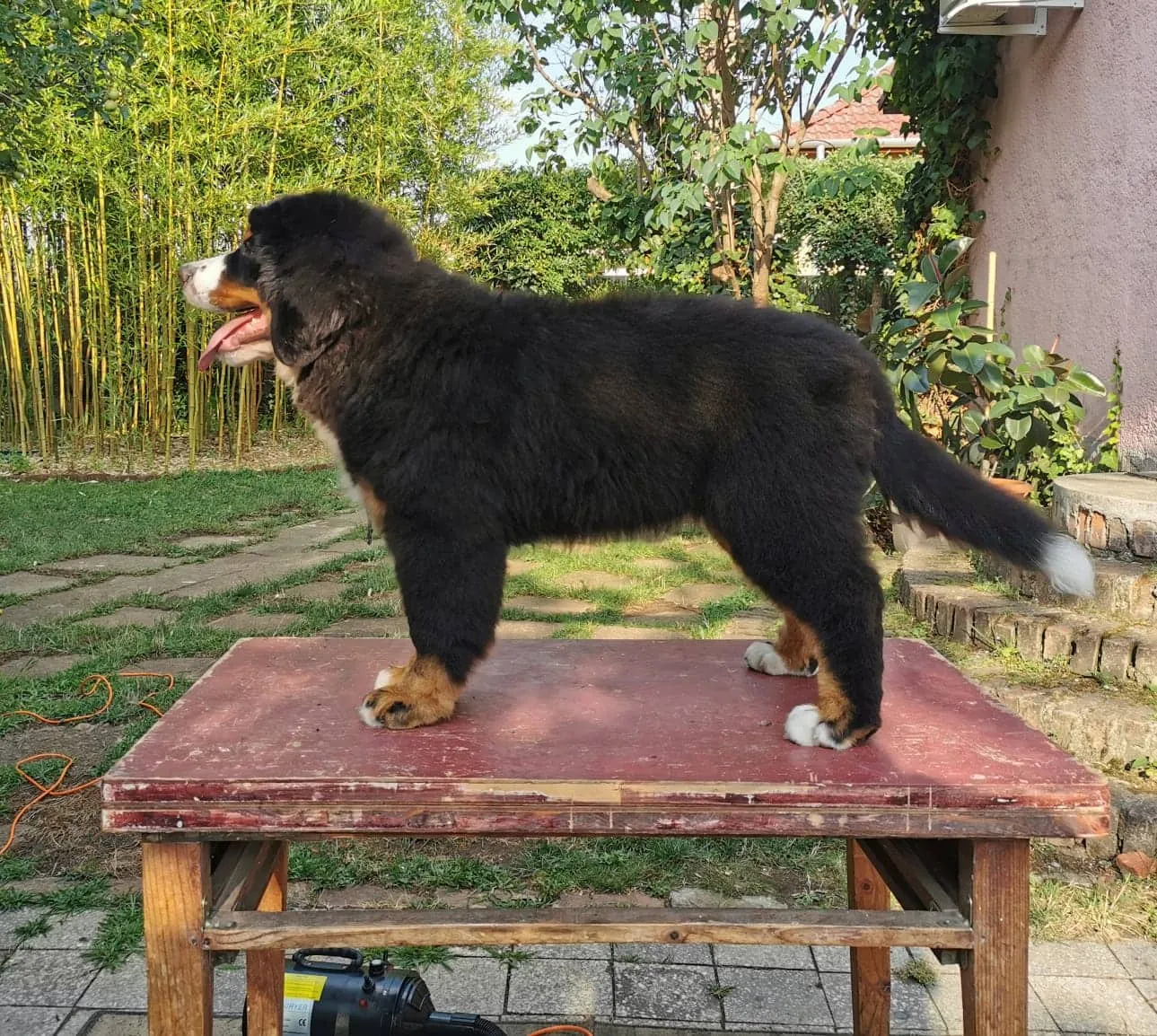 Dagda
