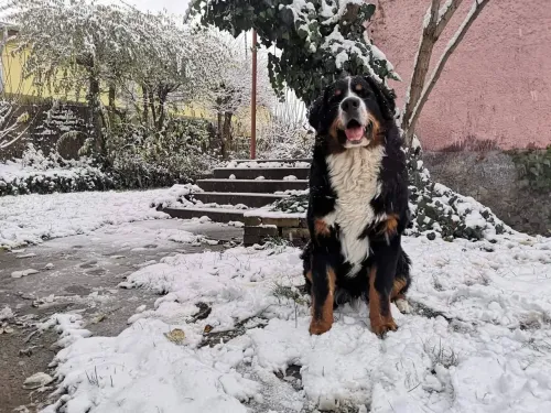Dagda