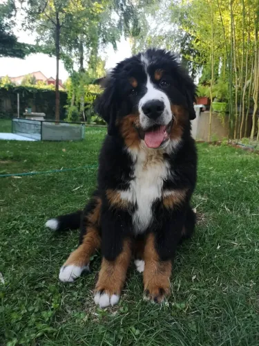 Dagda