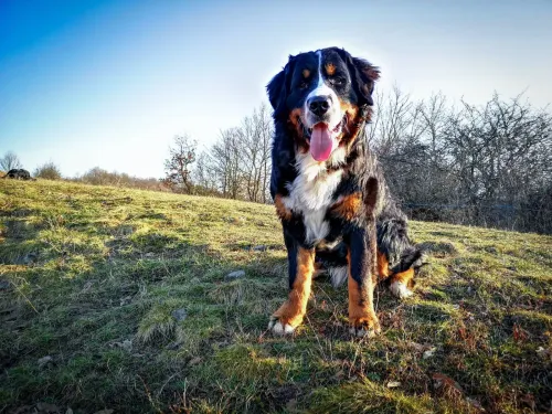 Dagda
