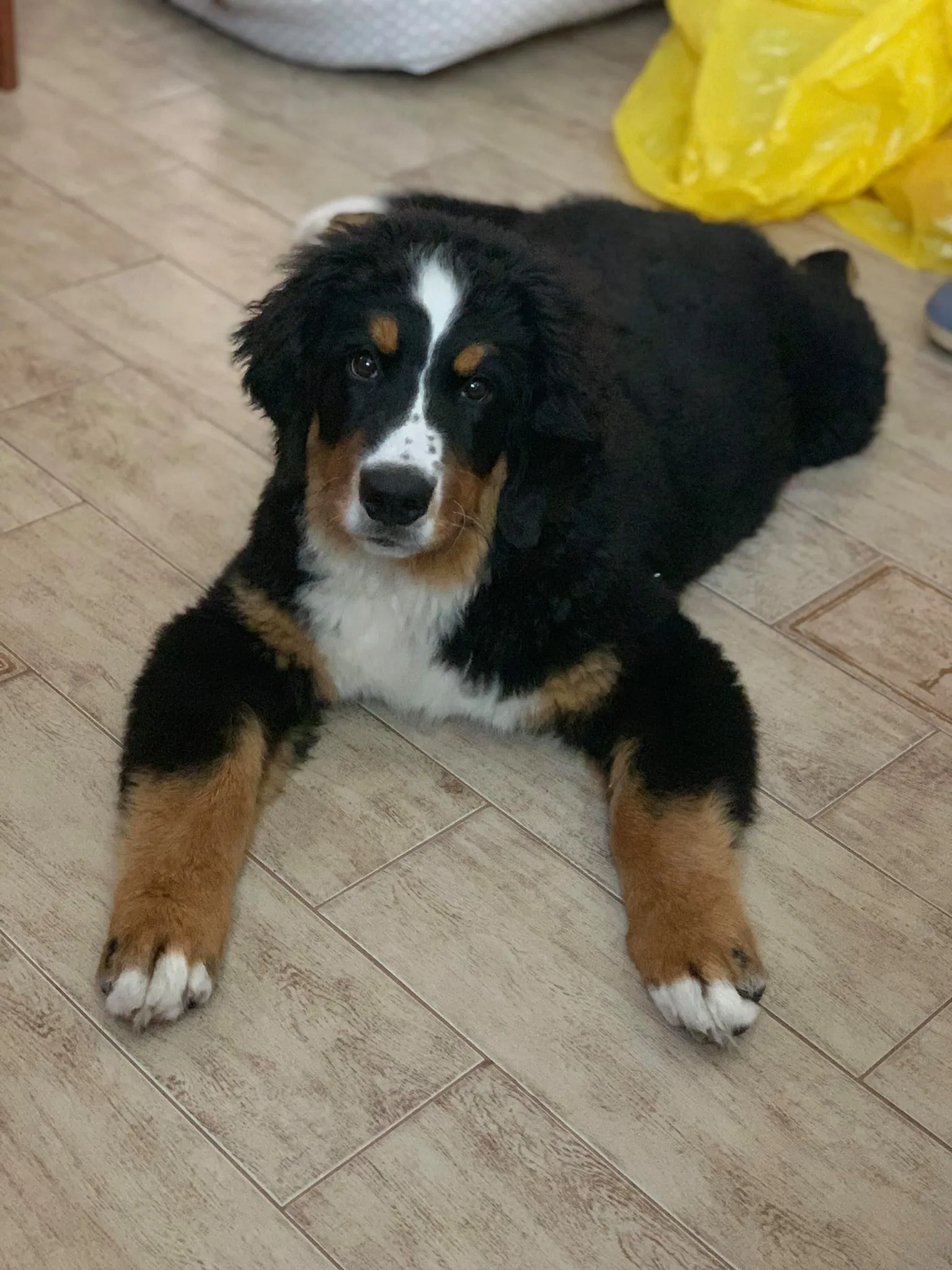 Daisy "Luna"