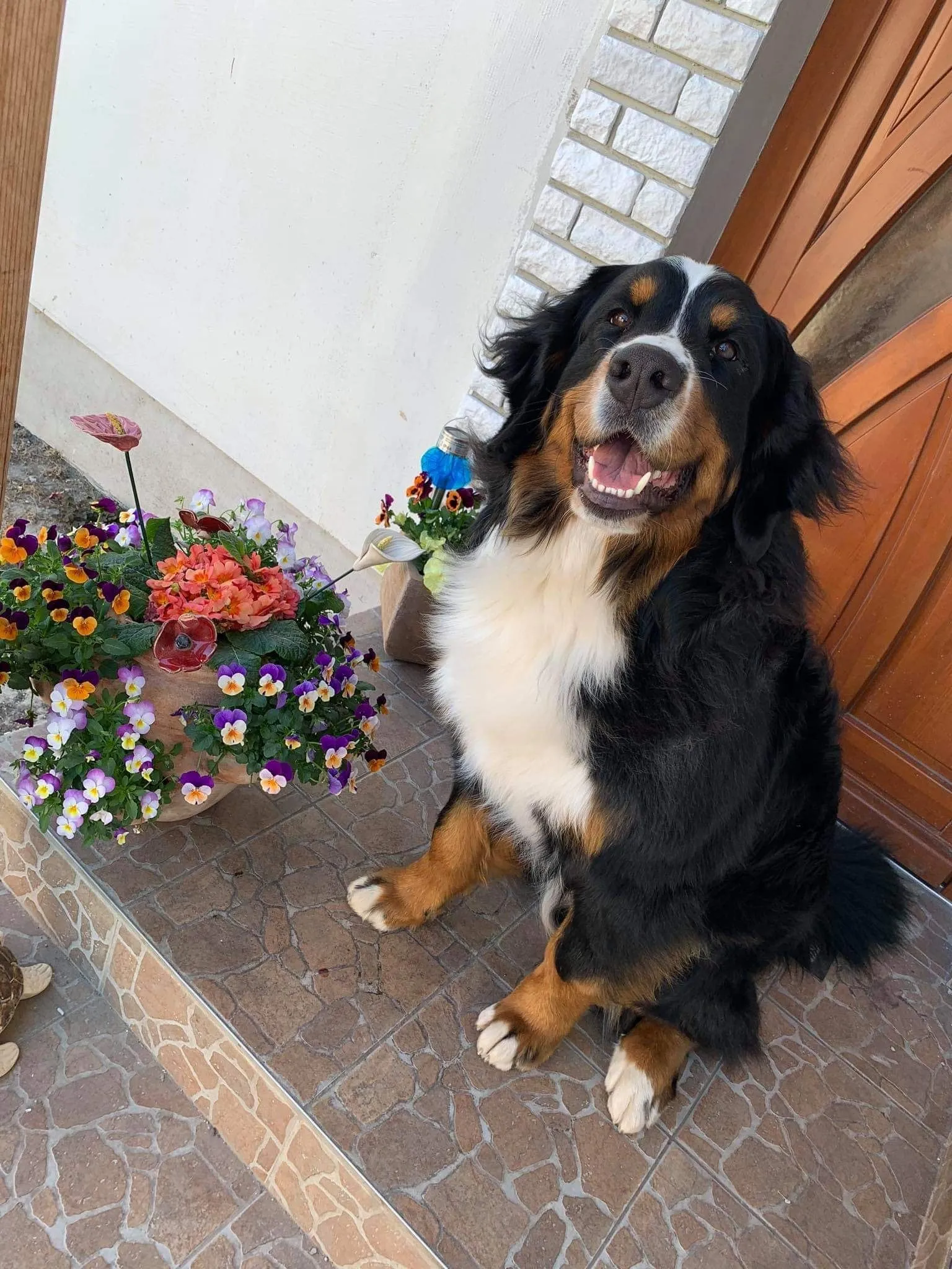 Daisy "Luna"