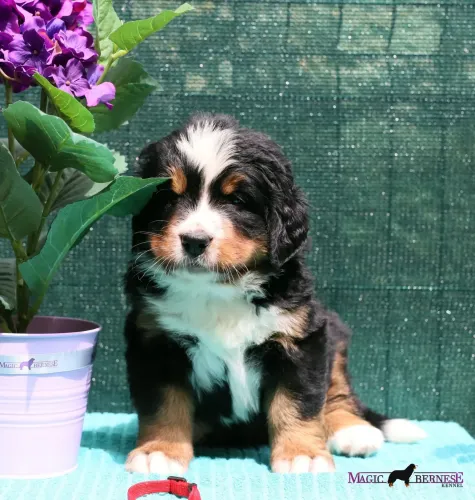 Daisy "Luna"