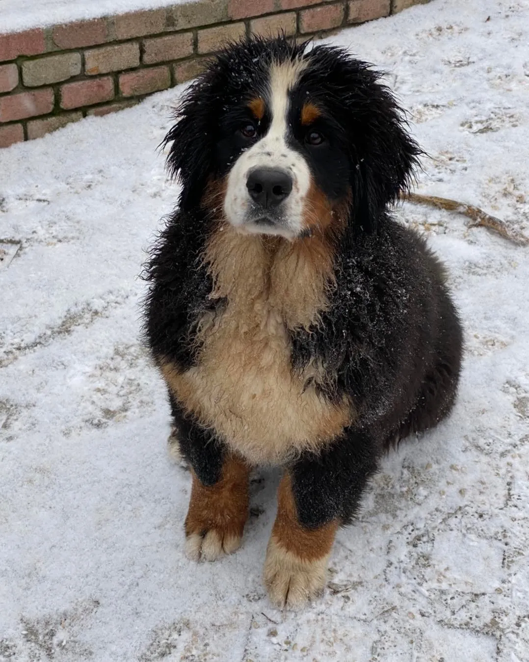 Lotti