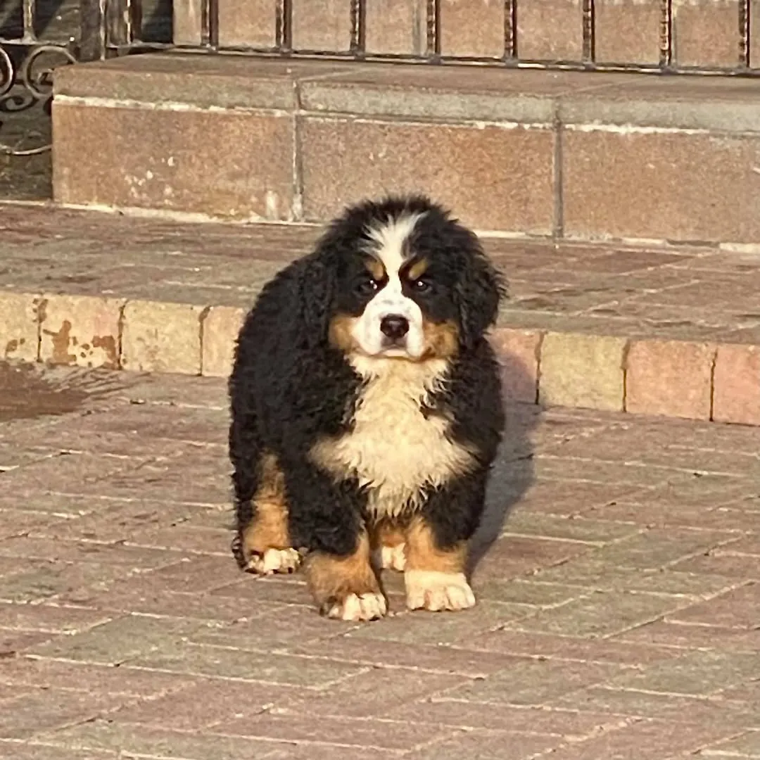 Lotti