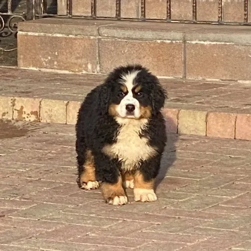 Lotti