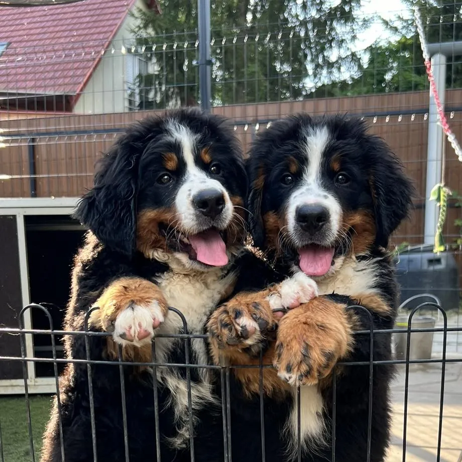 Panna