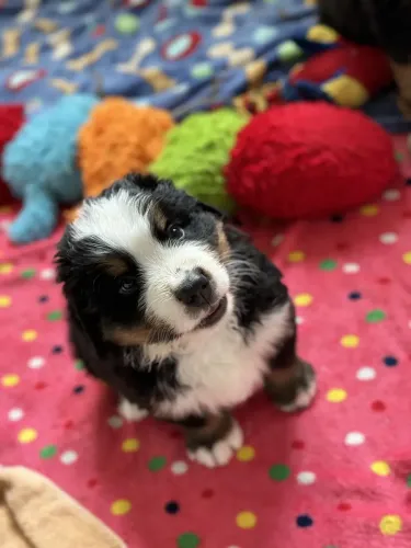 Pumba