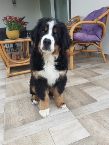 Sophie Mangó