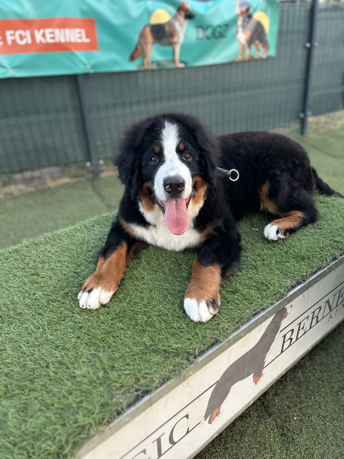 Suki