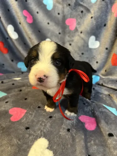 Suki