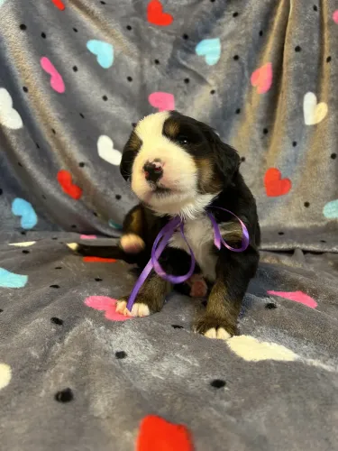Szaffi Stella