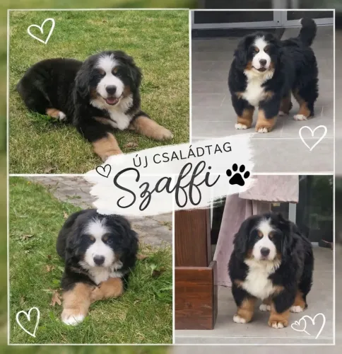Szaffi Stella