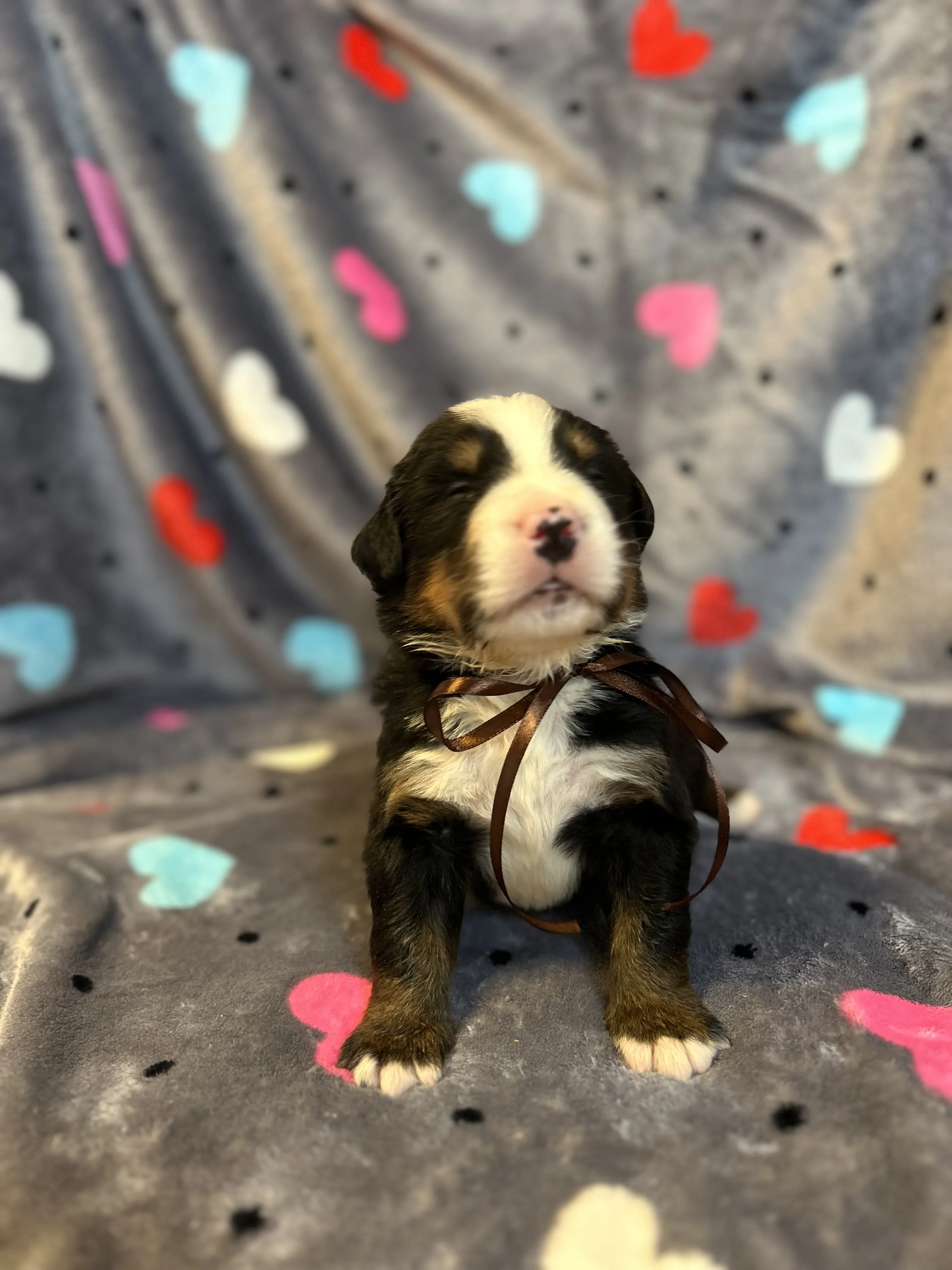 Stella