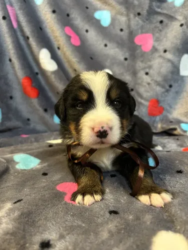 Stella