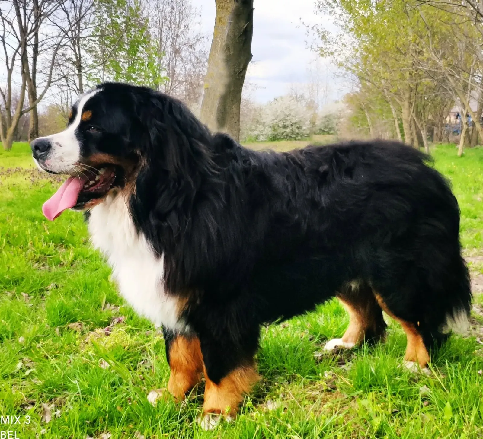 Grünschnabel-Berner Darwin