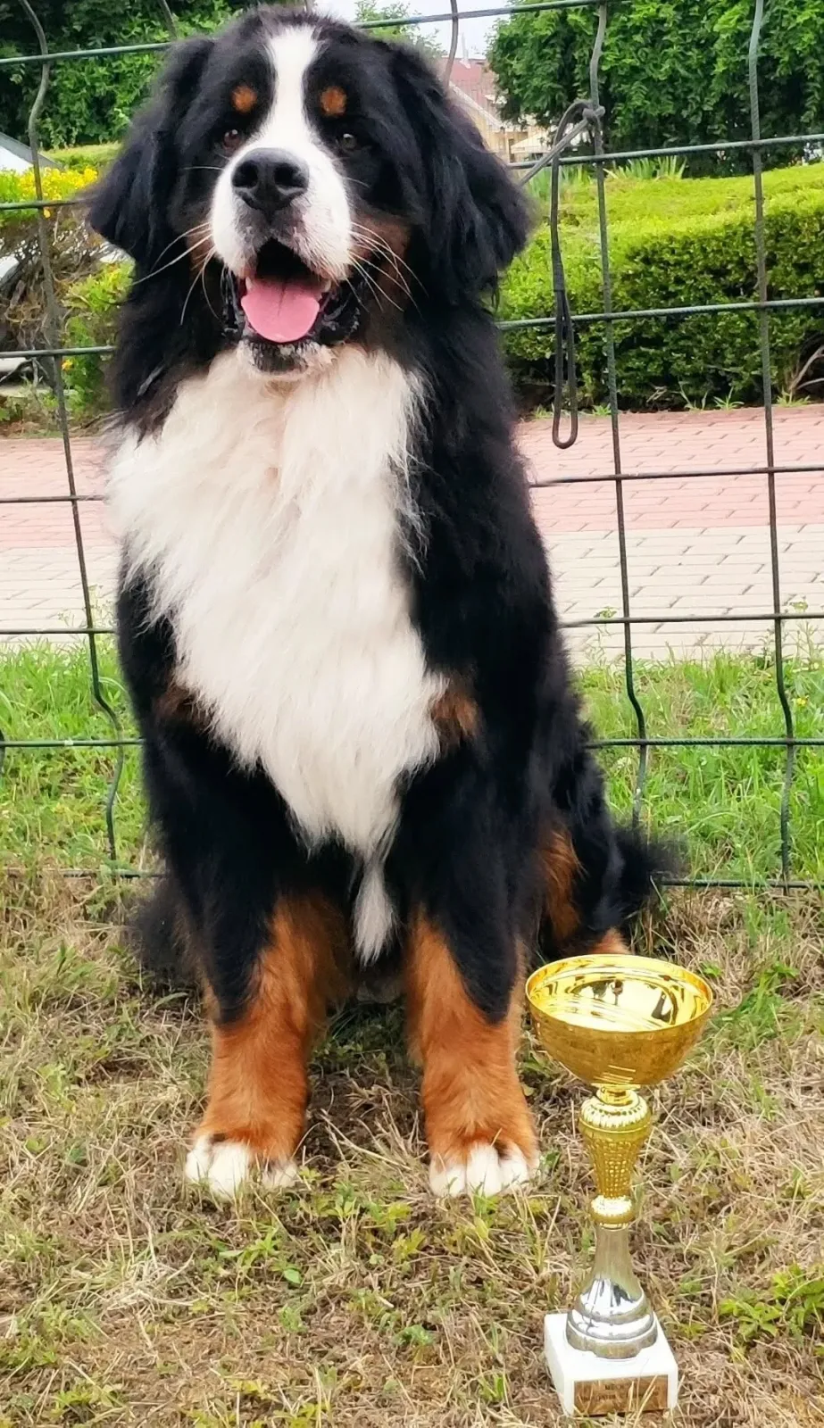 Grünschnabel-Berner Darwin