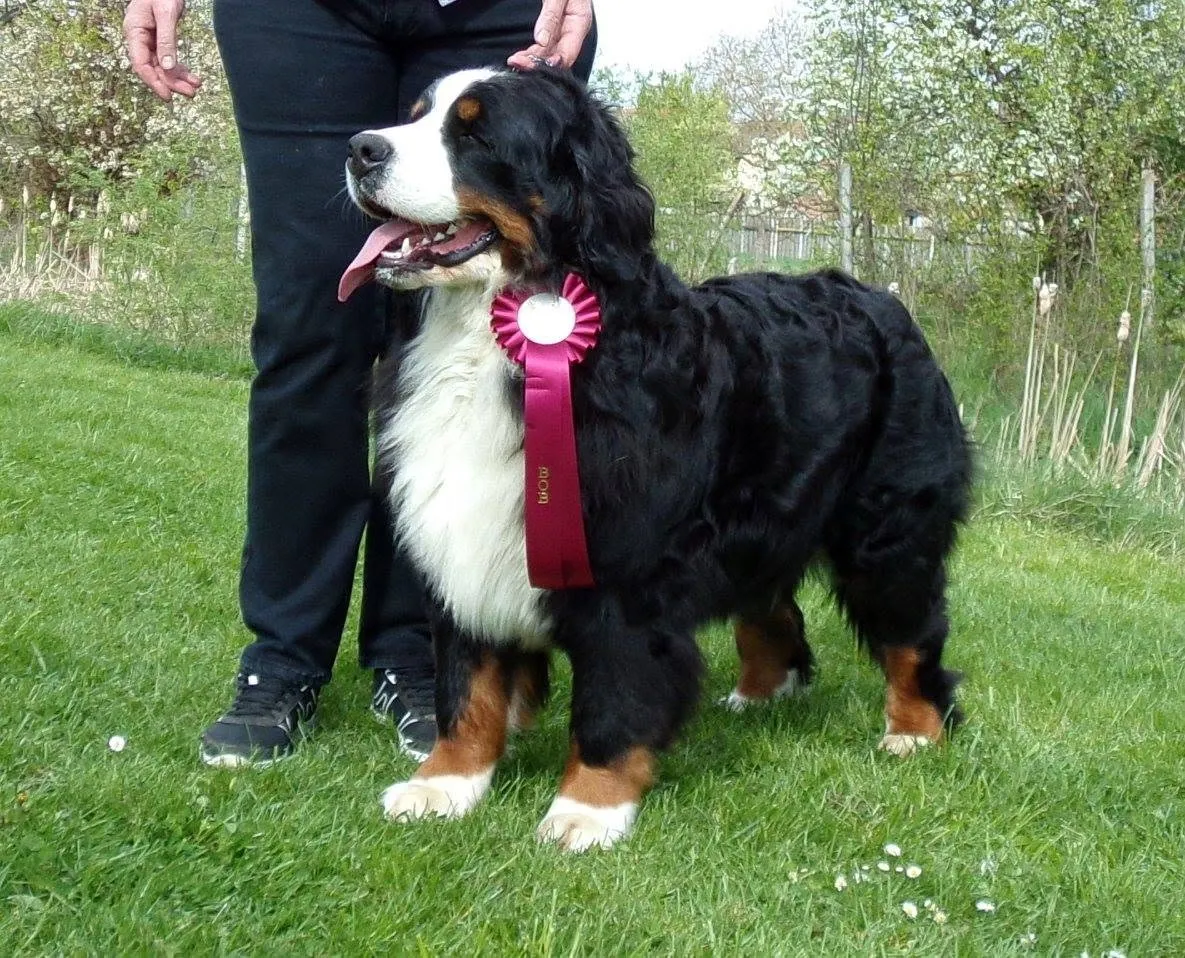 Grünschnabel-Berner Willa