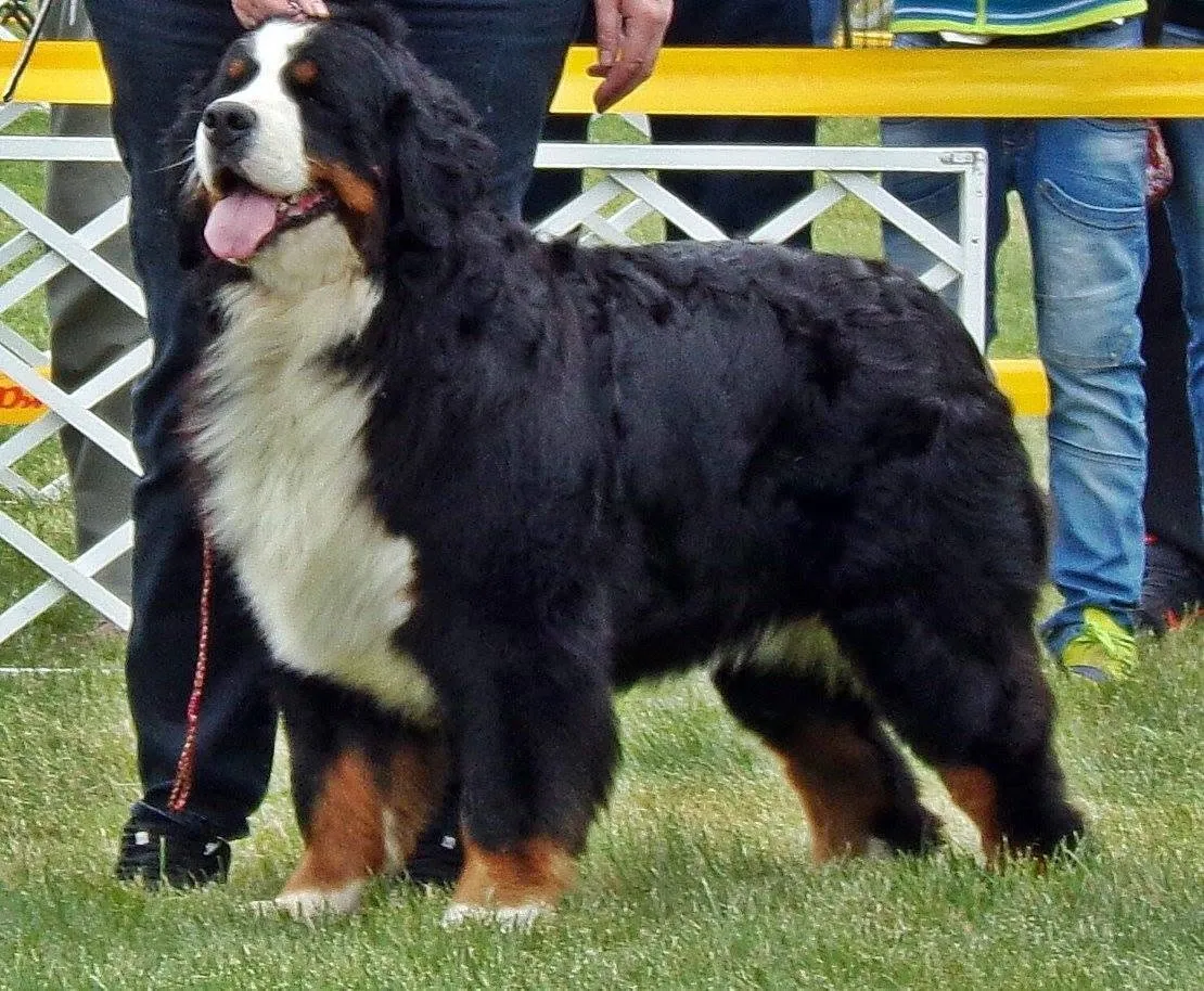 Grünschnabel-Berner Willa