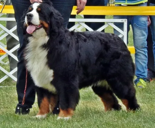 Grünschnabel-Berner Willa