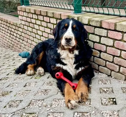 Janka