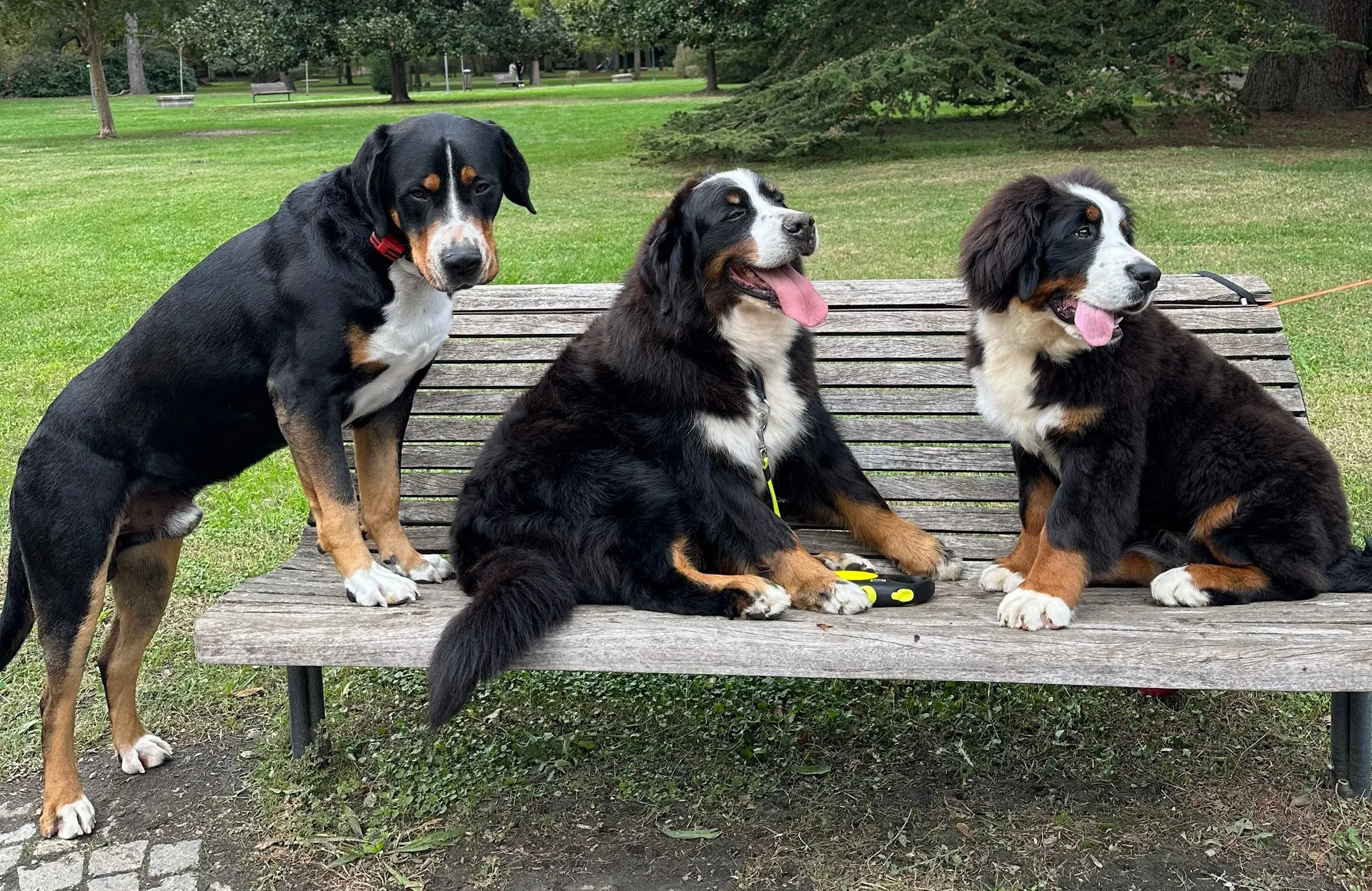 Ohana