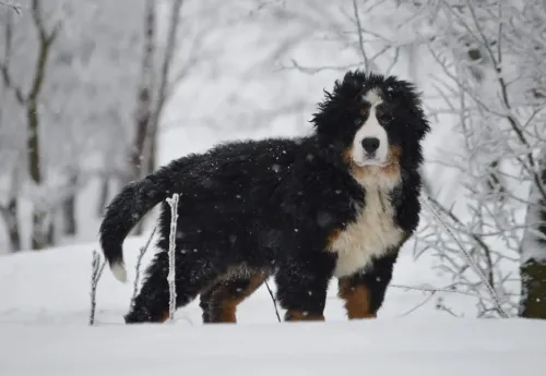 Celebrity