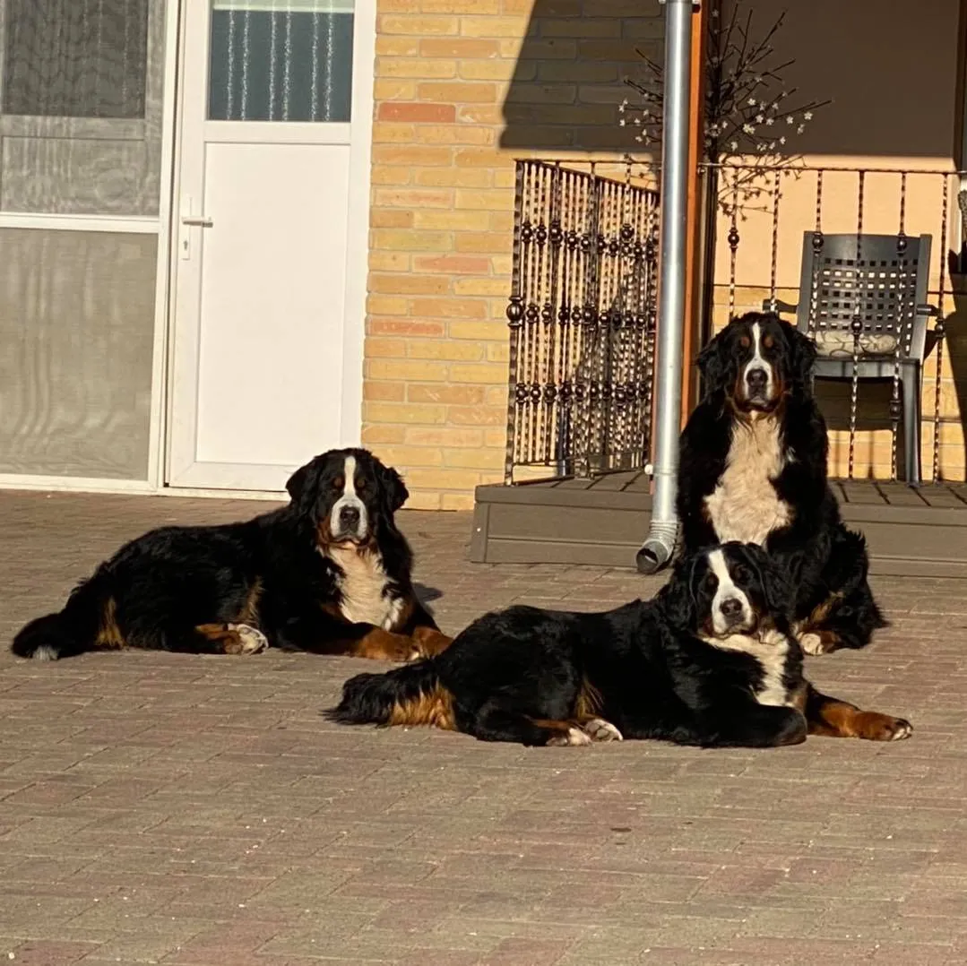 Alina