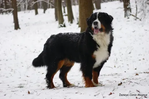 Danaya Canis Magnus