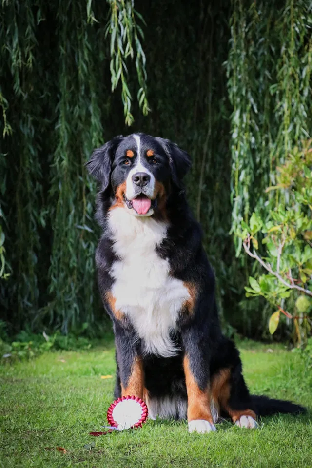 Triumph Taro Bohemijos Zibuté