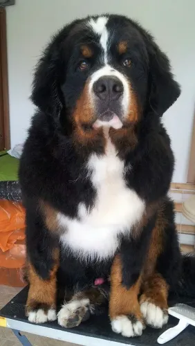 Seuso
