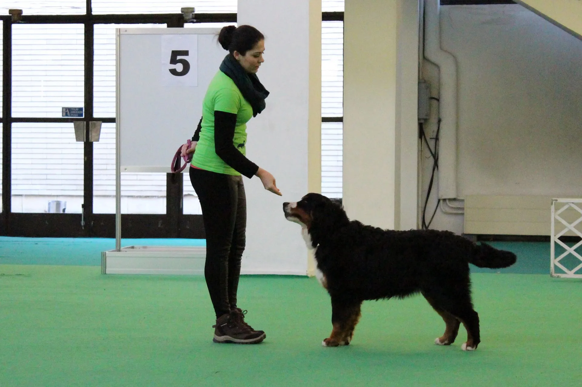 FeHoVa Winter CACIB 2015