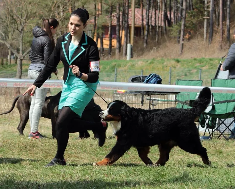 Salgótarján CAC 2015