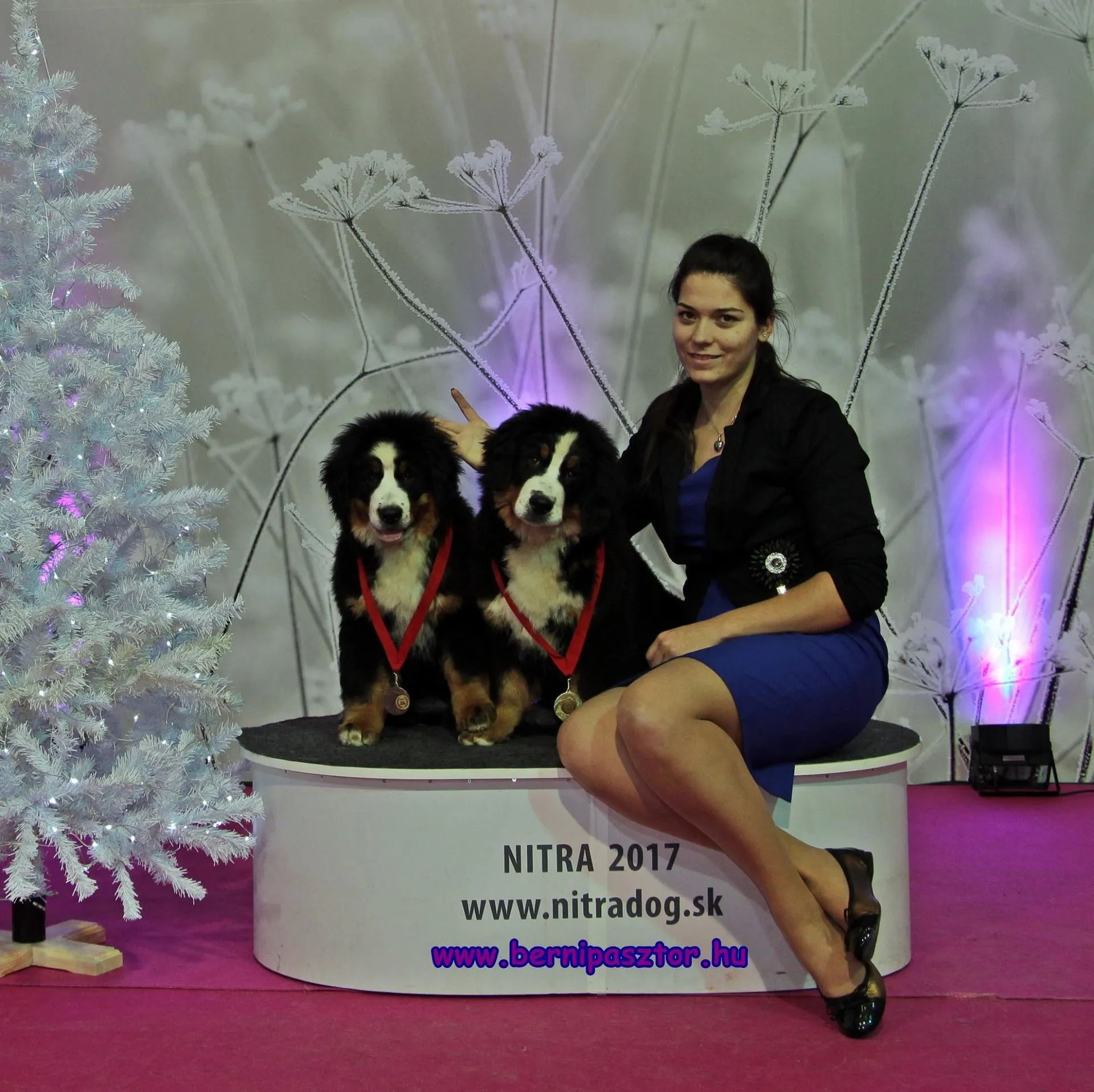 Nyitra Winter Cup CACIB