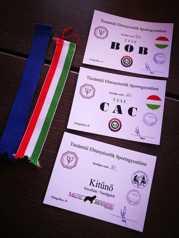 Alina fajtagyőztes Nyíregyháza